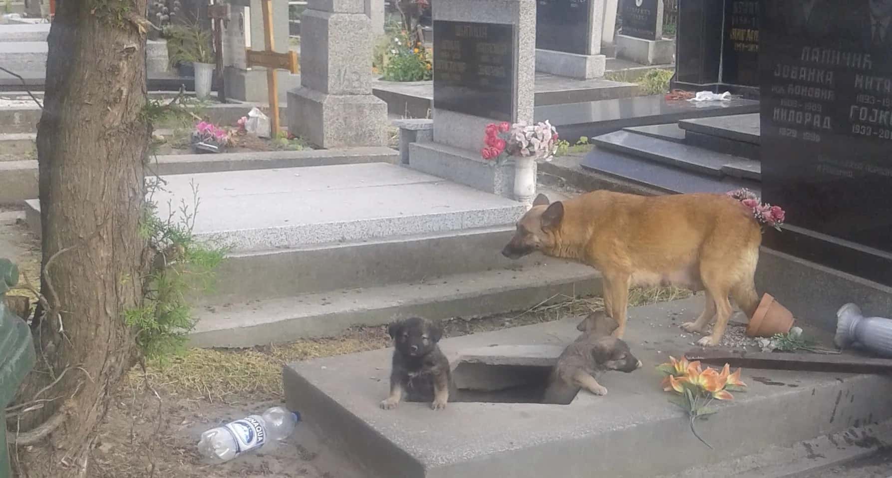 A life that began in a graveyard