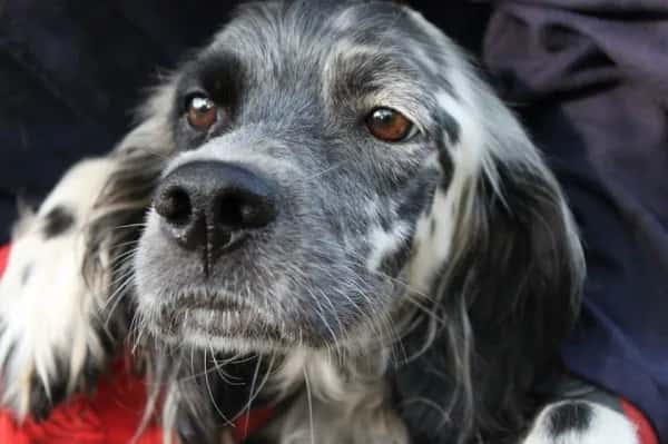 Did You Know This About Dogs?