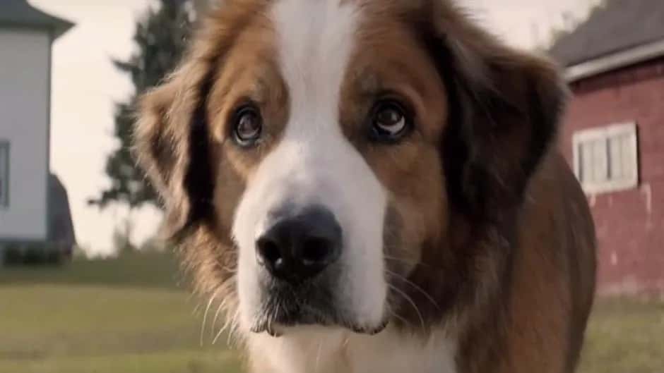 A dog braver than people