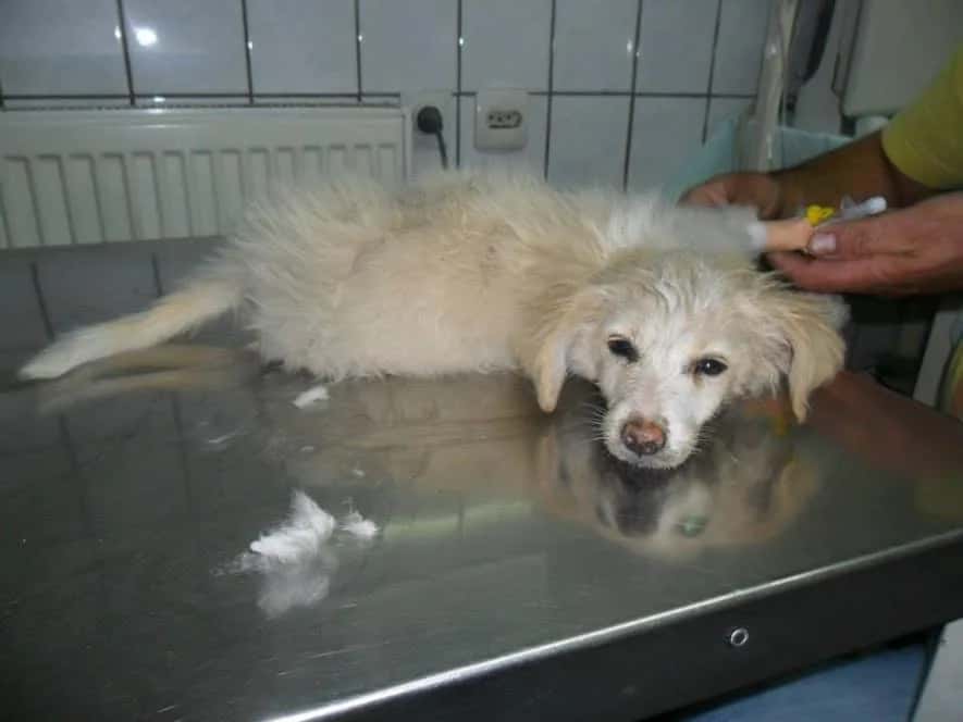 The Call That Saved a Dog's Life