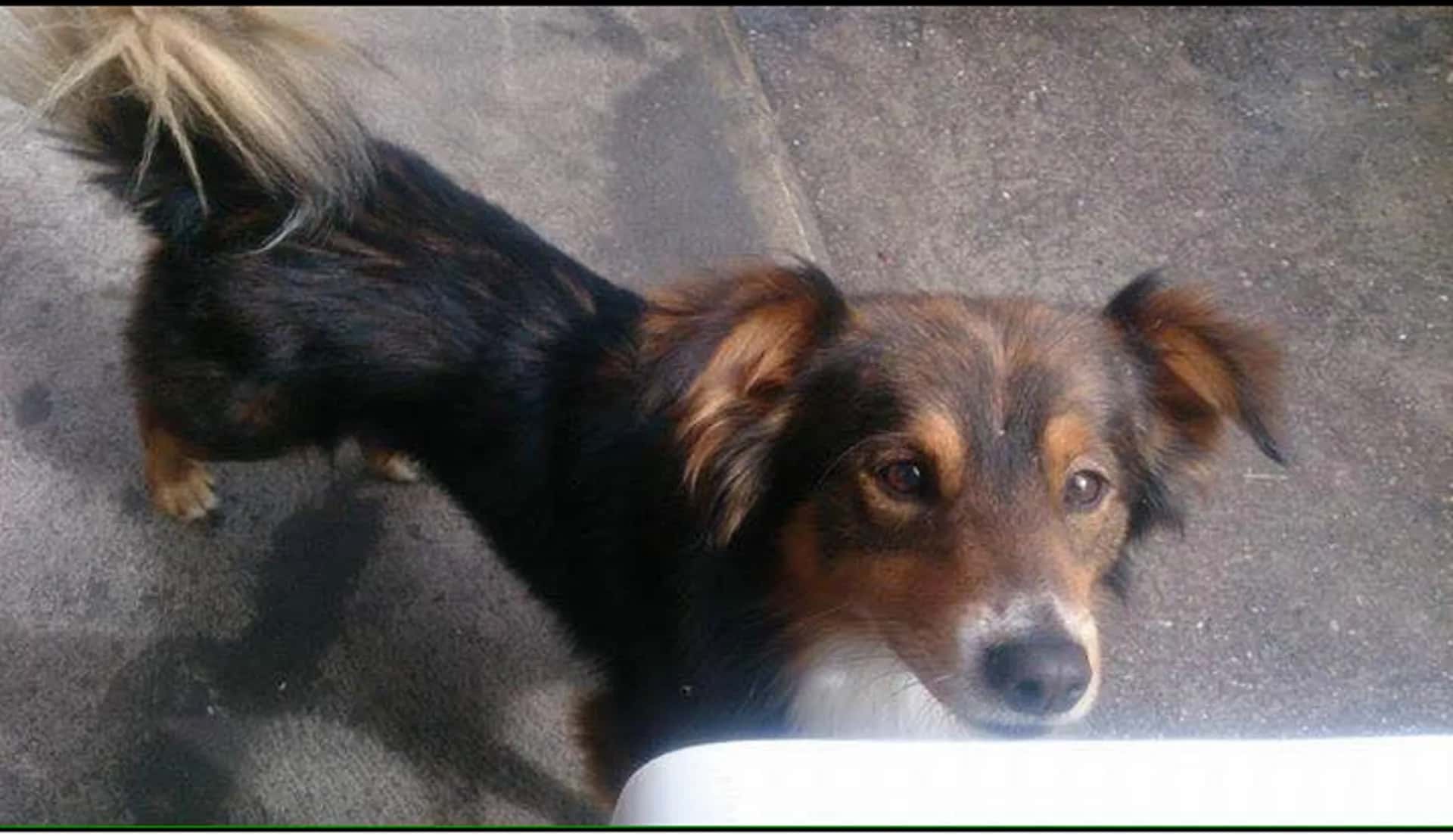 The Unusual Story of Čeda the Dog Will Touch Your Heart.