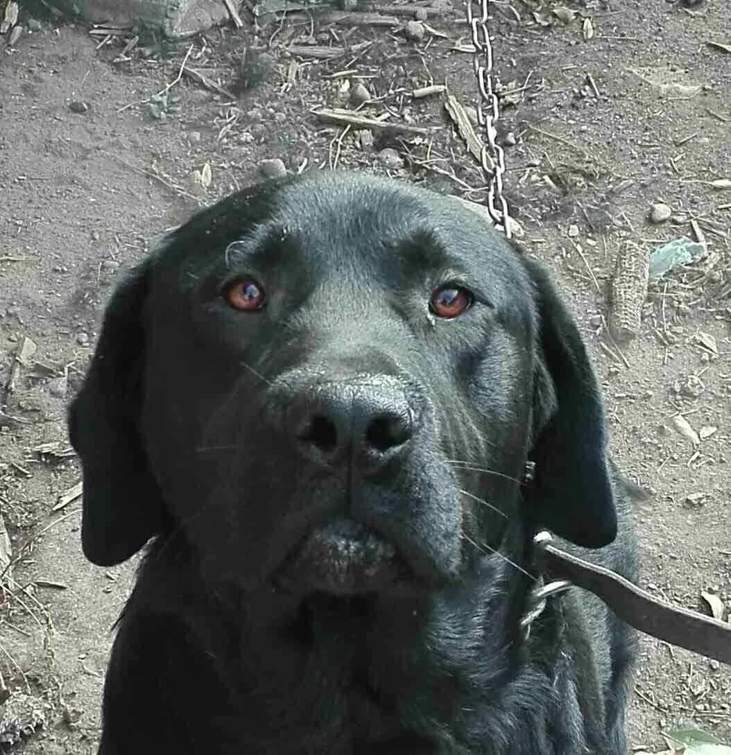 Two-year-old Labrador looking for a home (Čačak)