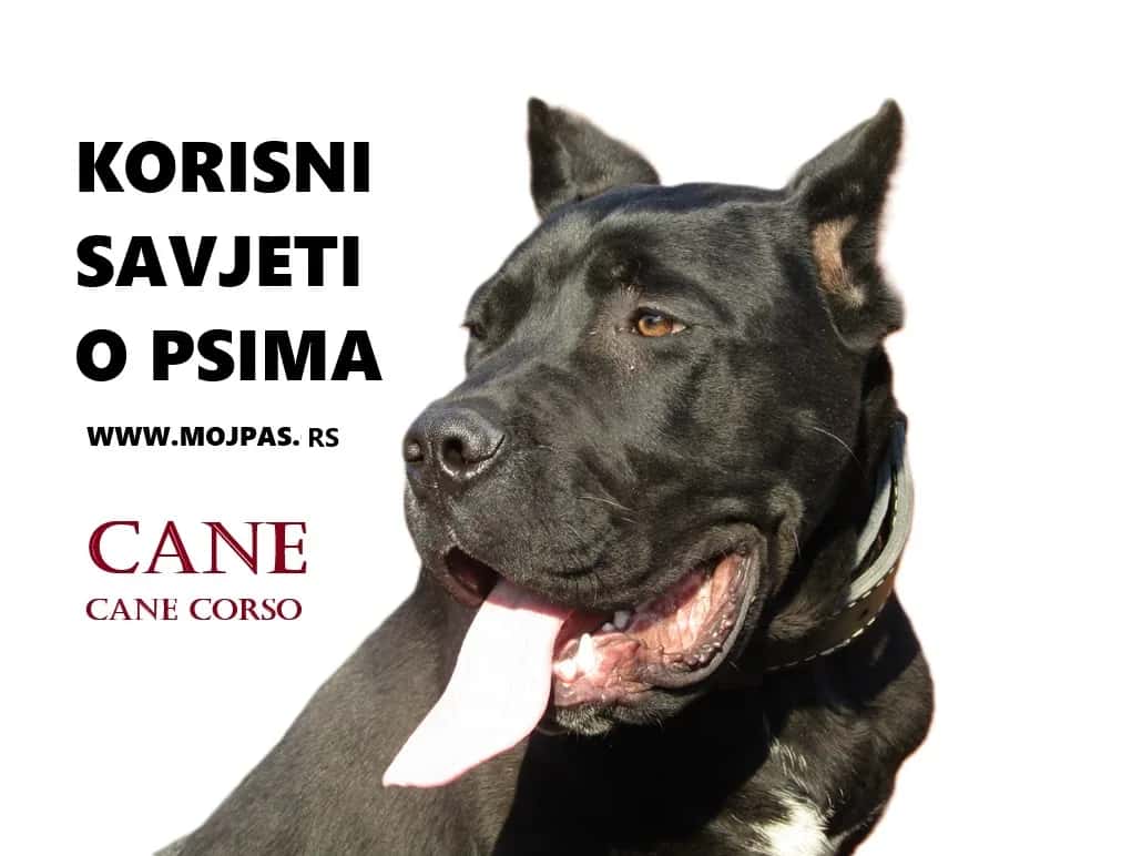 RAZVOJ PSIHE KOD PASA