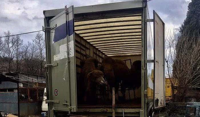 Circus near Podgorica left 15 camels in a truck to starve to death