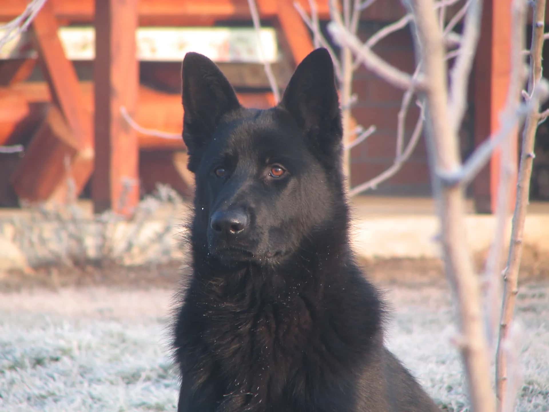 Urgent: young black German Shepherd of exceptional pedigree, free to a good home!