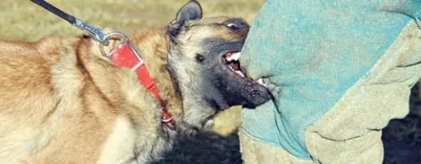 Shock Decision: If You Want Compensation for a Dog Bite, Bring This