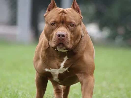 Pit bull