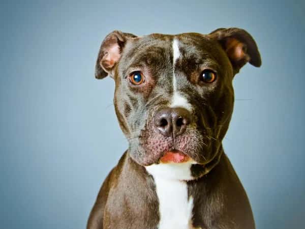 How to help a dog that has been poisoned