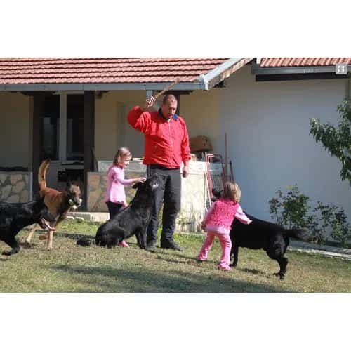 Your Dog's Hygiene Habits Are One of the Most Common Problems Owners Face.