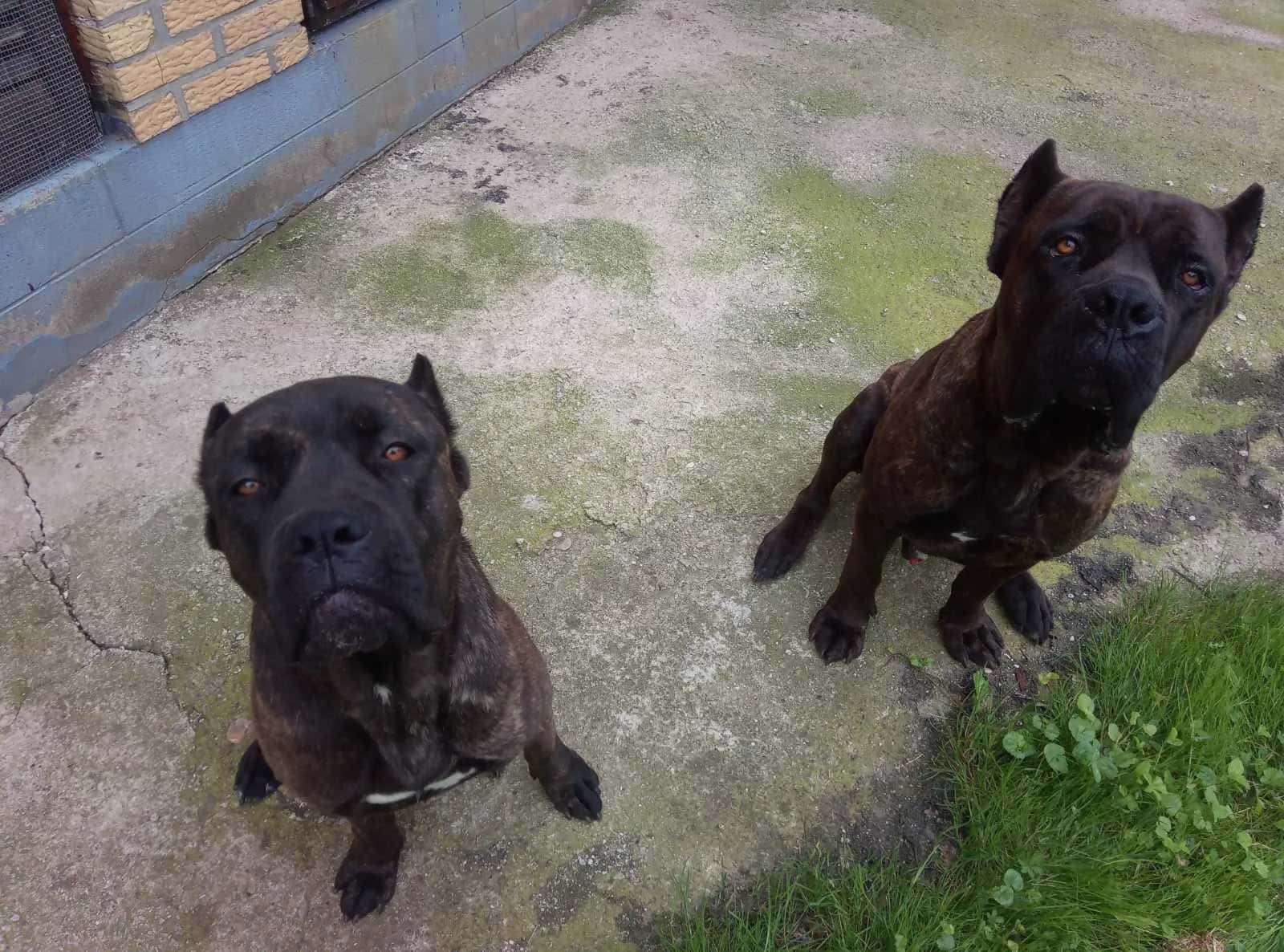 Cane Corso,mužjak i ženka,traže dom!