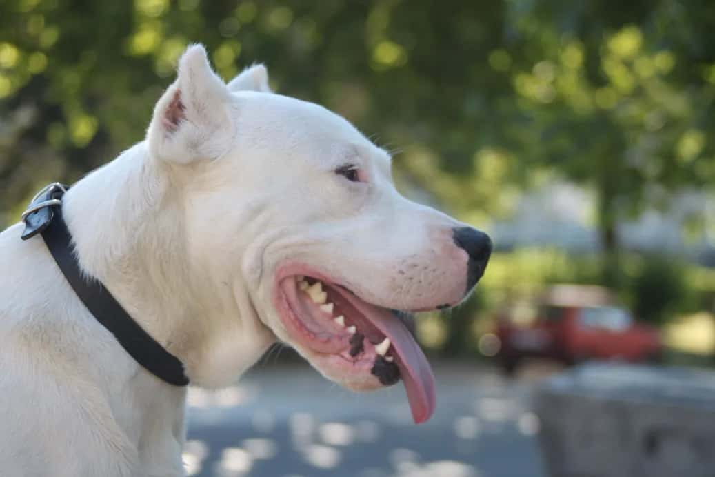 Dogo Argentino Urgently Needs a Home