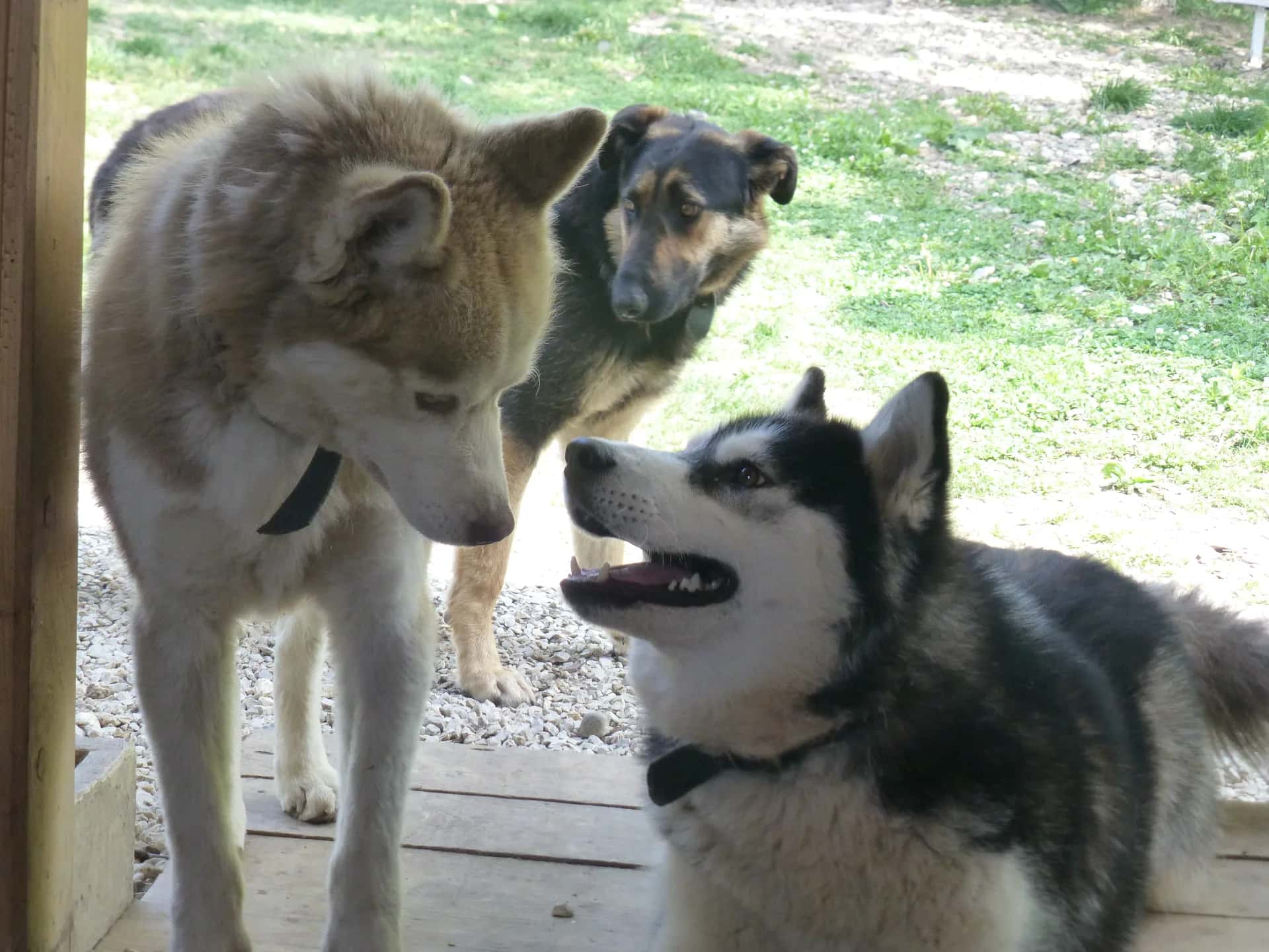 Siberian Husky: a dog that is definitely not for everyone