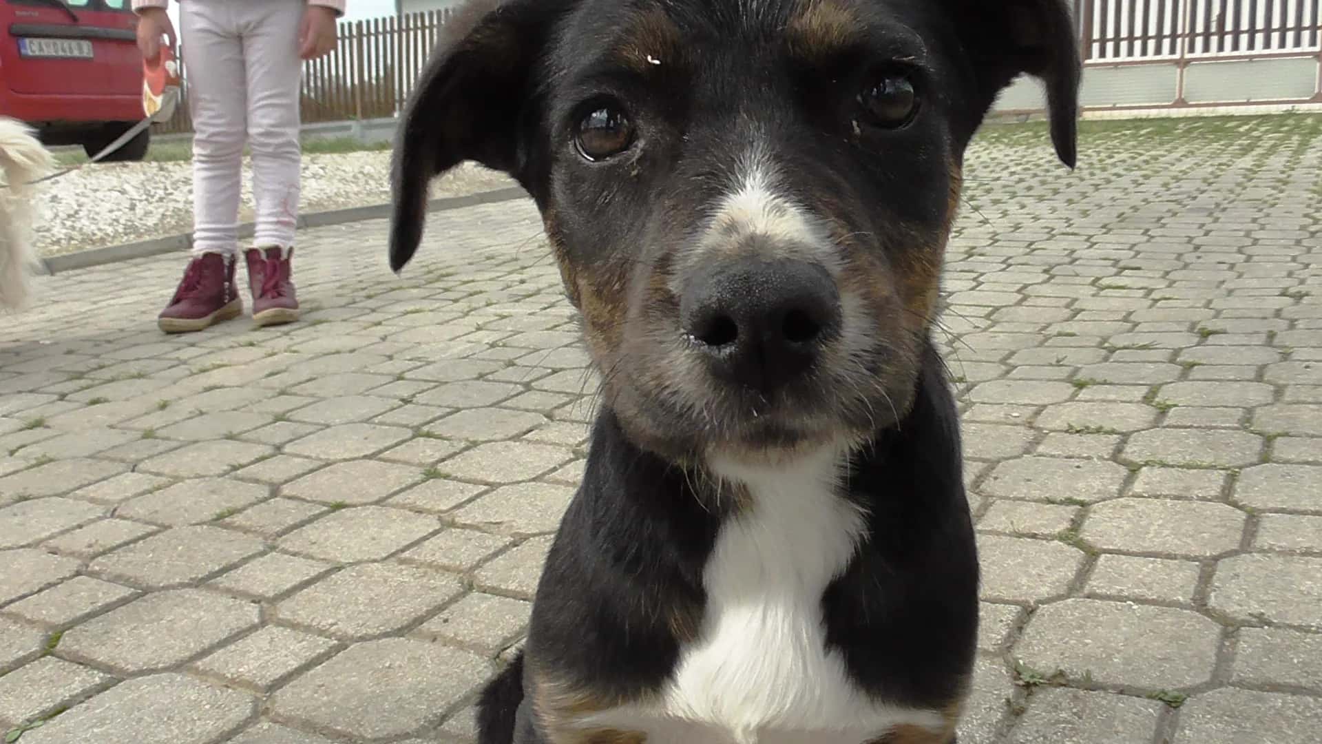 A special opportunity for anyone who wants to adopt a young and intelligent dog.