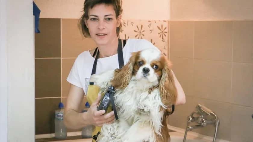 Gordana Mirković, dog groomer: You need love for a hard and dirty job