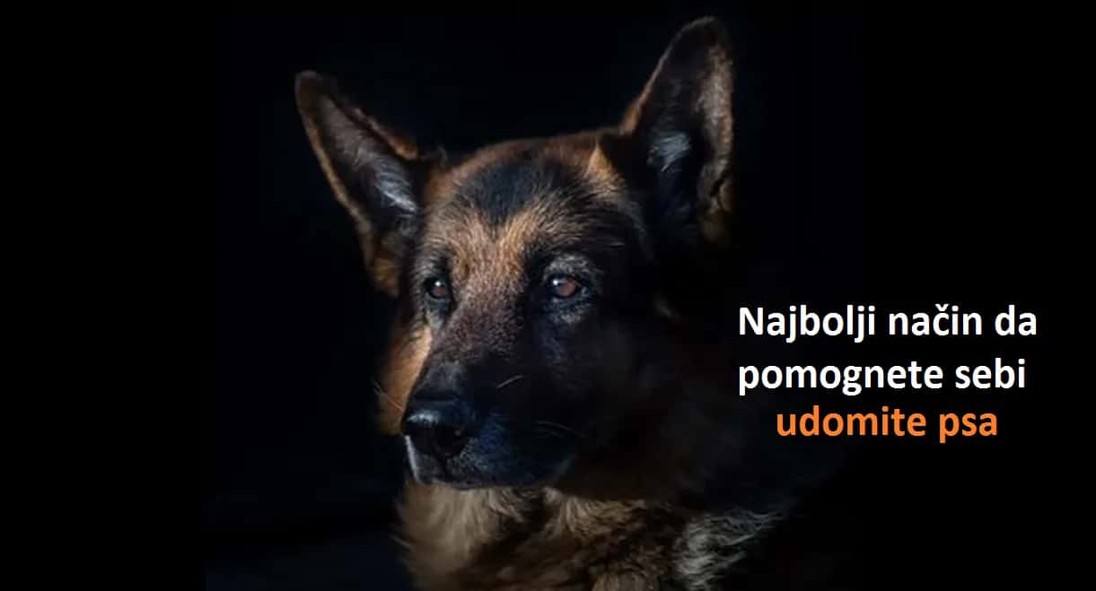A dog of the "Antidepressant" breed