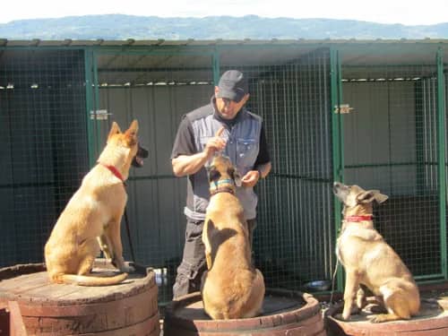 Five mistakes people make when training a dog (2019)