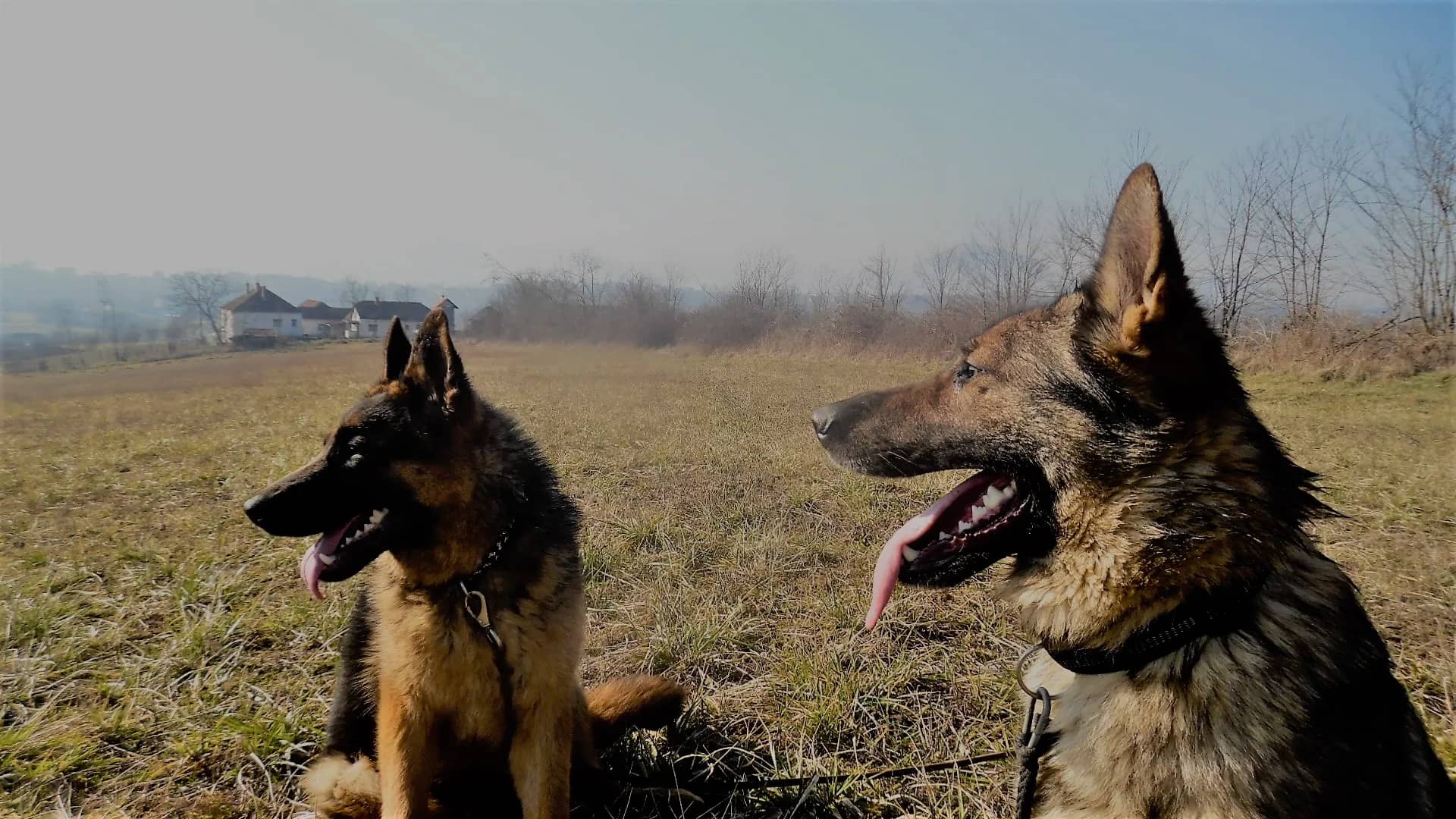 Training German Shepherds