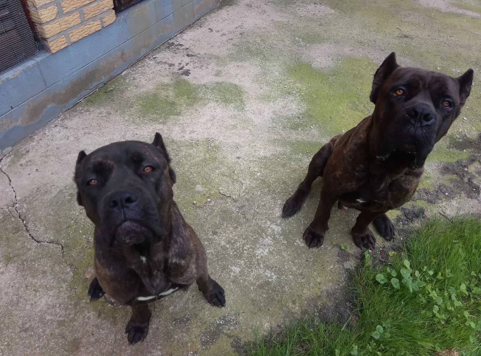 Cane Corso,mužjak i ženka,traže dom!