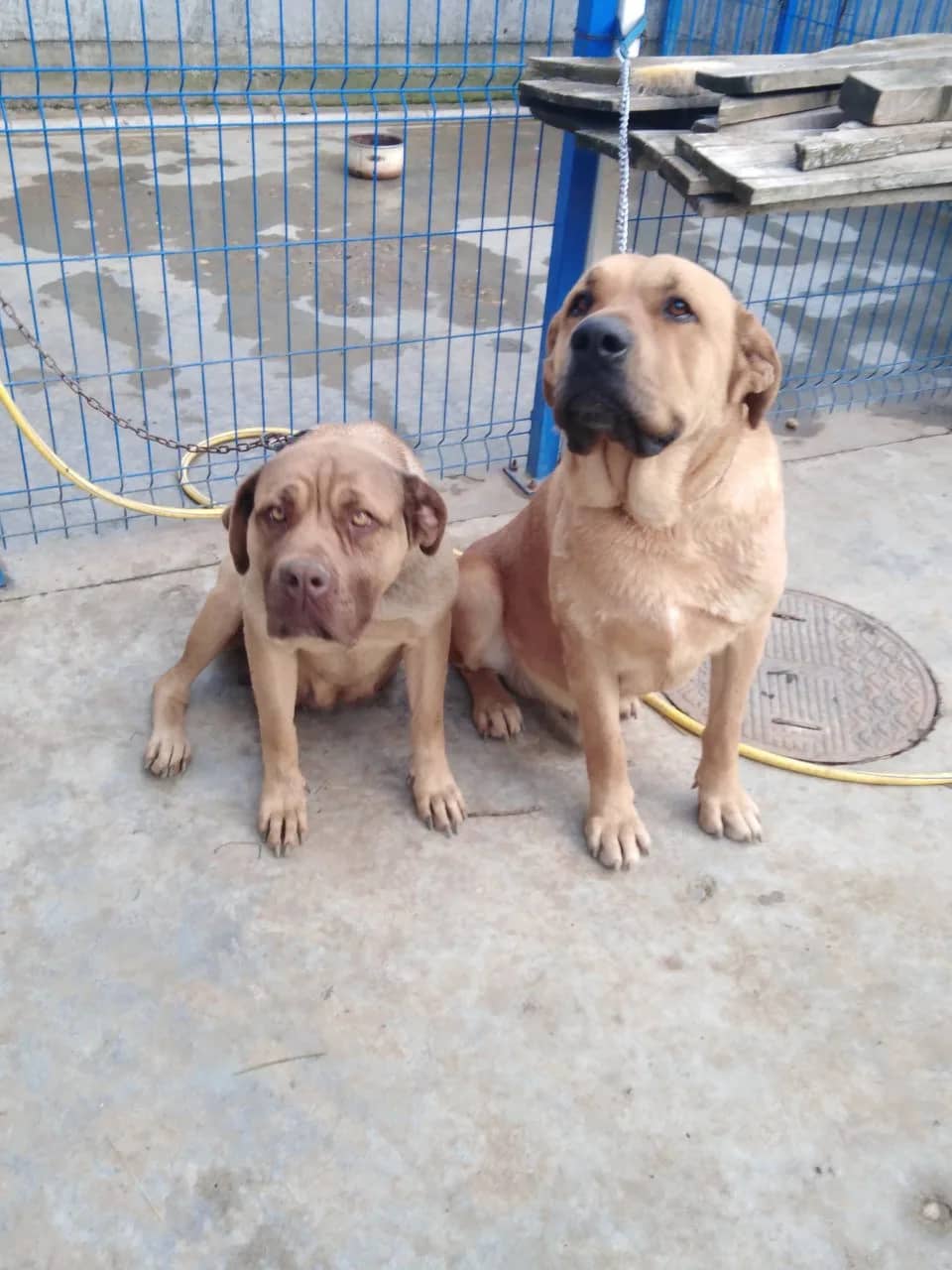 Urgent! Šarplaninac dogs, a male and a female, are looking for a home!