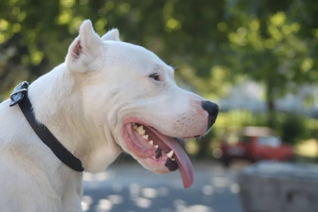 Doga argentino hitno traži dom
