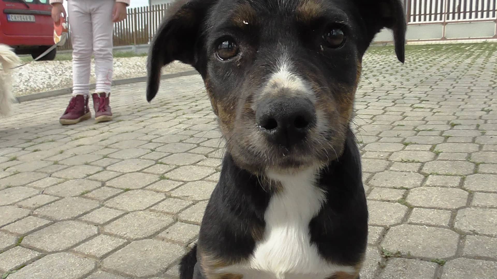 A special opportunity for anyone who wants to adopt a young and intelligent dog.