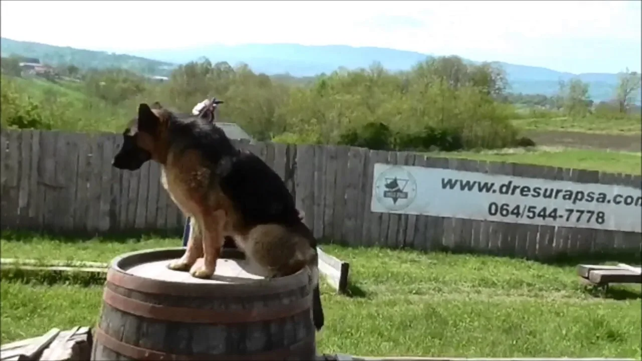 Pozitivnom stimulacijom i redovnim vježbama do vrhunskih rezultata(video)
