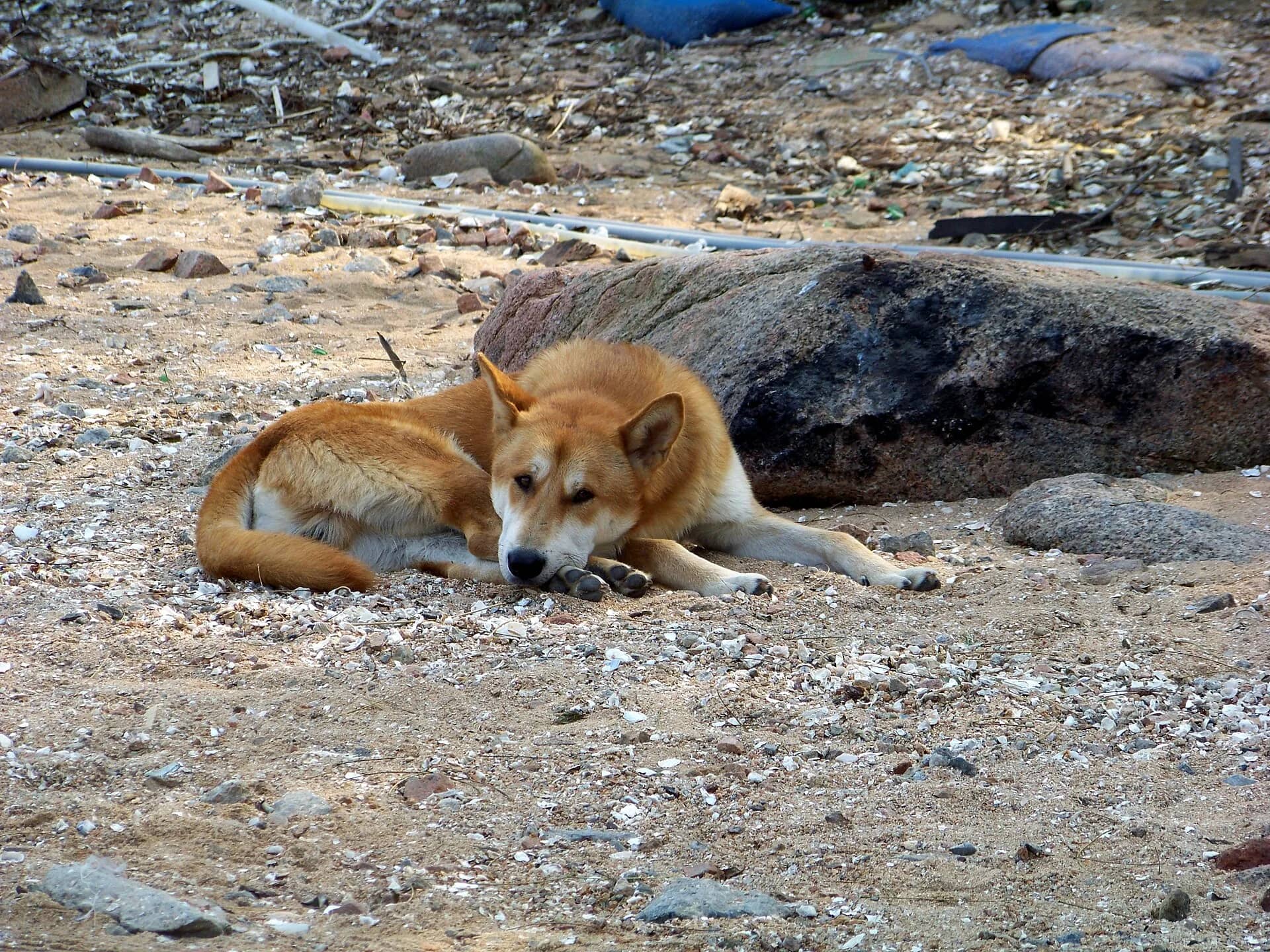 South Korea is closing its dog meat farms, but where did the dogs go?