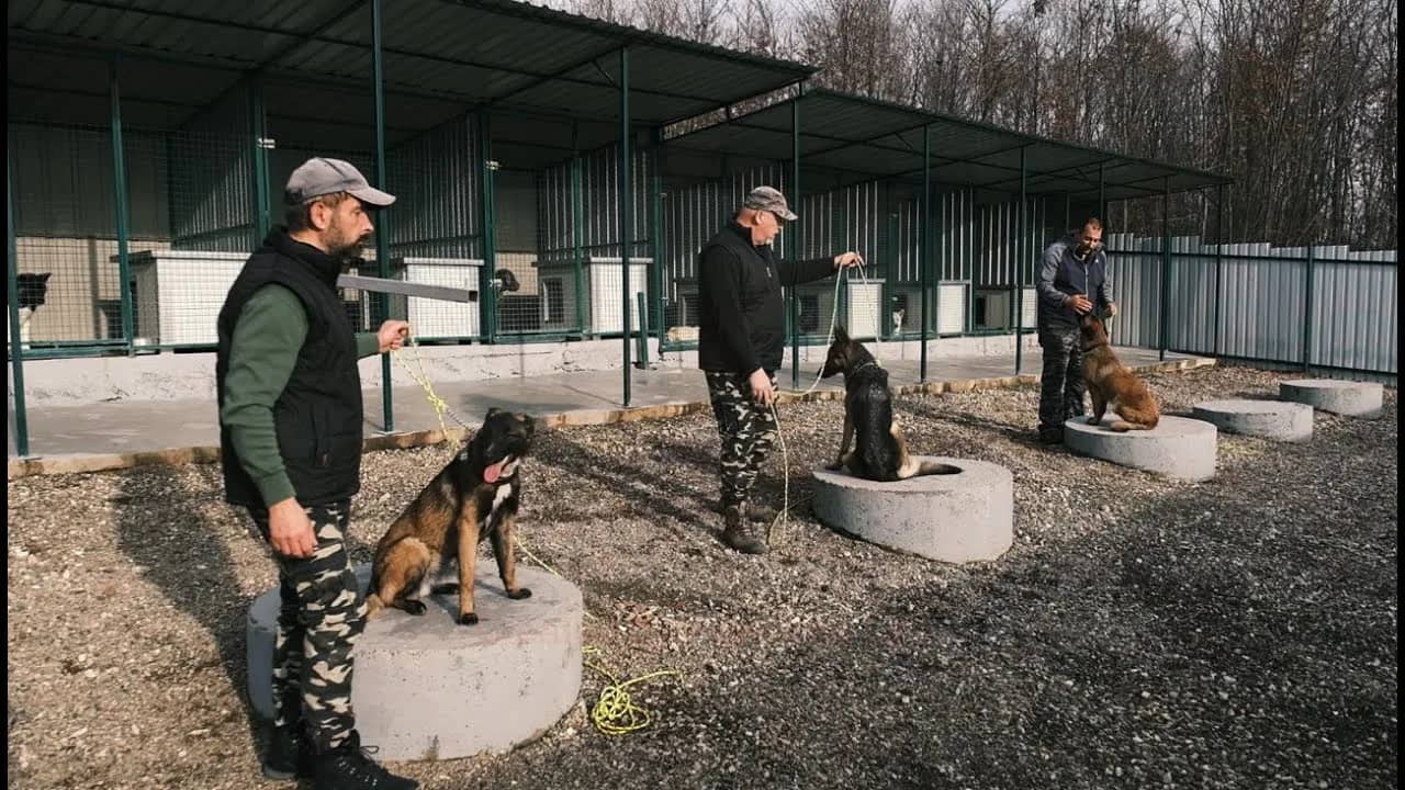 A film about dog training
