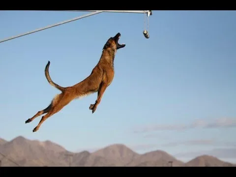 Belgian Shepherd (IMPRESSIVE JUMPS)