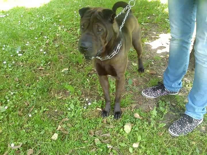 Shar Pei looking for a home. A strong dog with real character, ideal for guarding property.