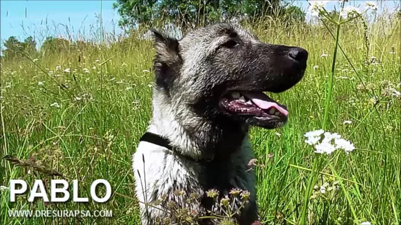 A Well-Trained Dog Should Be Every Responsible Owner's Priority (VIDEO)