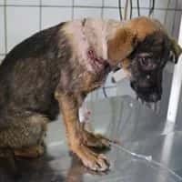 You Have Never Seen Such an INCREDIBLE Fighter! Dženi Is Looking for a Home!