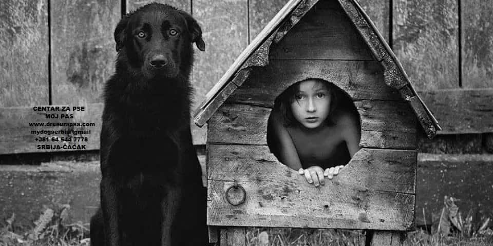 The Most Famous Urban Legends About Dogs