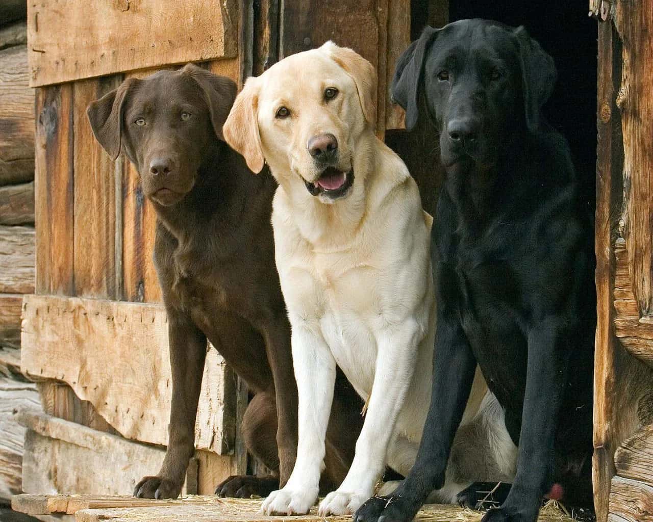 Constitutional Court of Serbia Lets You Keep Three Dogs or Cats