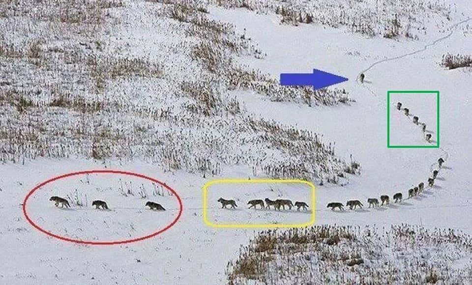 What we can learn from wolves!