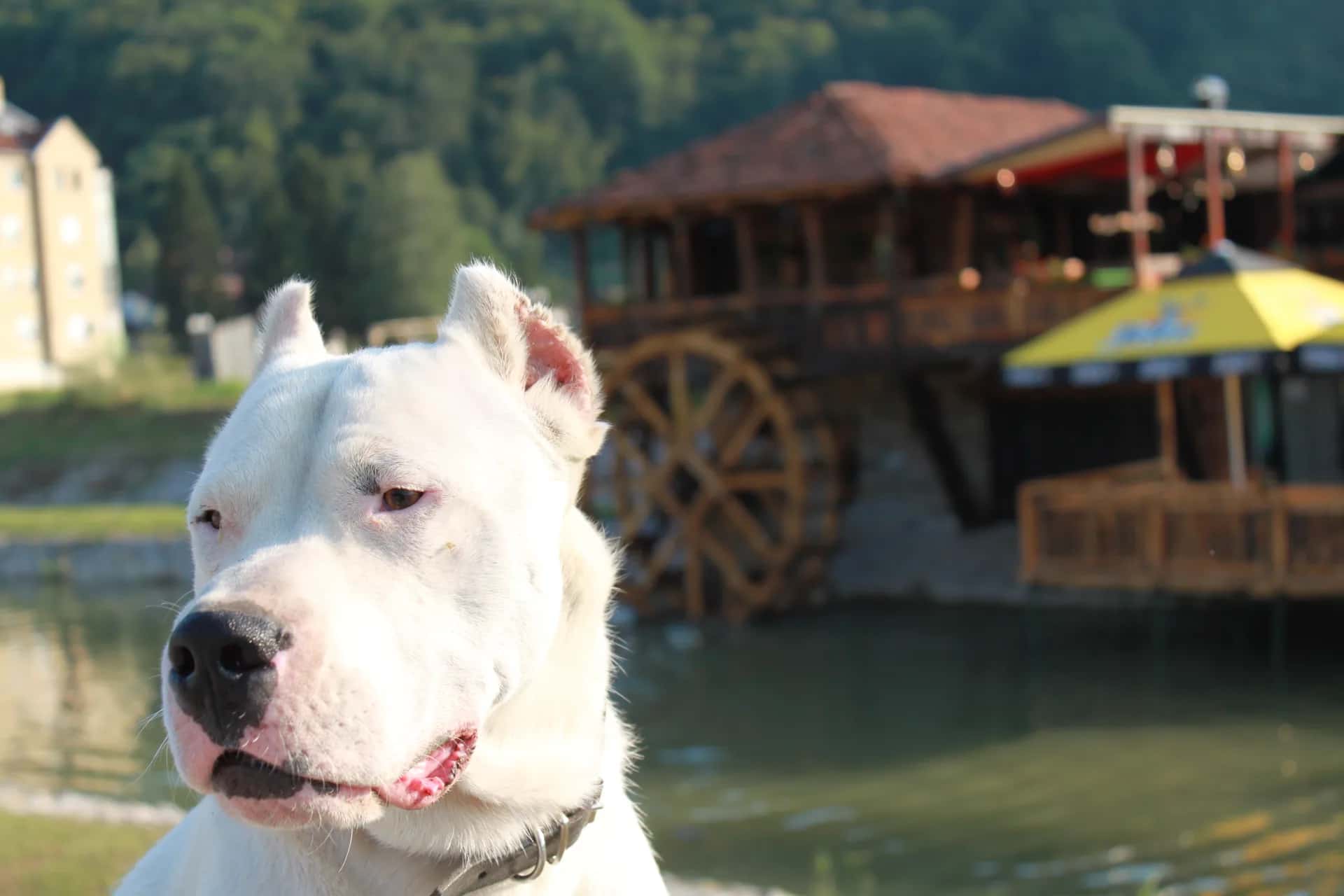 Training combined with upbringing and socialisation of a pet leads to better control of the dog