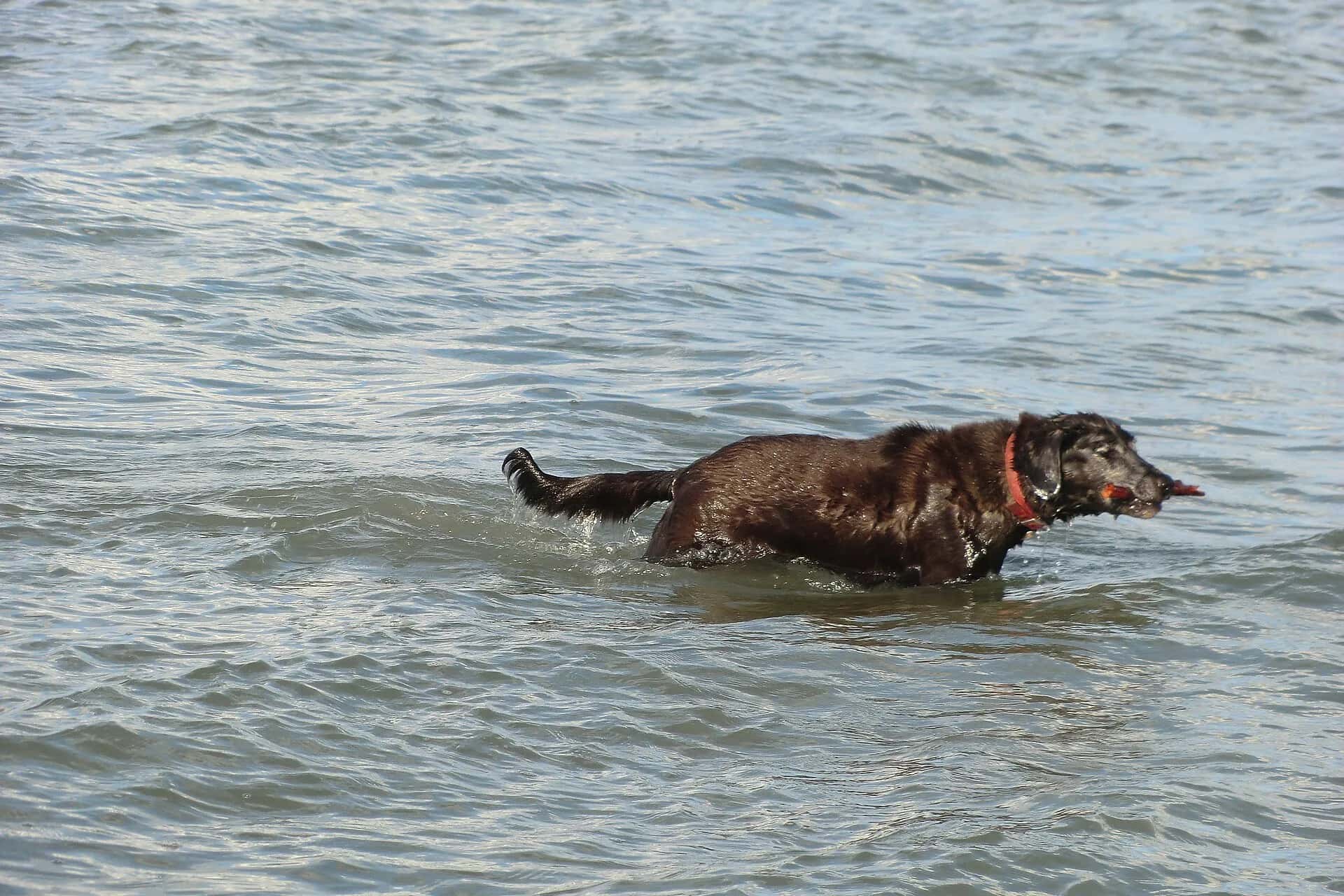 Labrador koji njuši invazivnu morsku vrstu proglašen za životinju godine