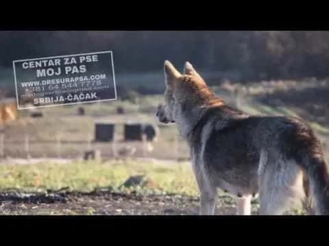 Centar za pse „MOJ PAS“ iz Čačka traži radnike.