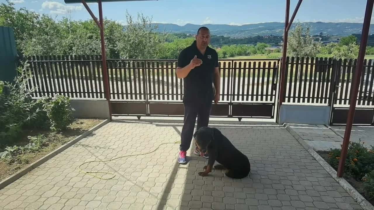 What is the best time to train a dog (VIDEO)