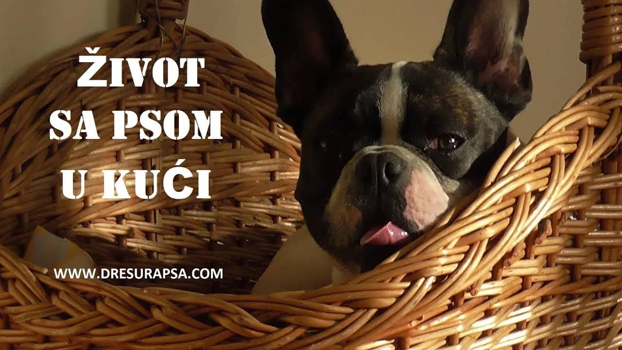 ŽIVOT SA PSOM U KUĆI (VIDEO)