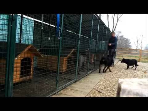 CRNI NJEMAČKI OVČARI (VIDEO)
