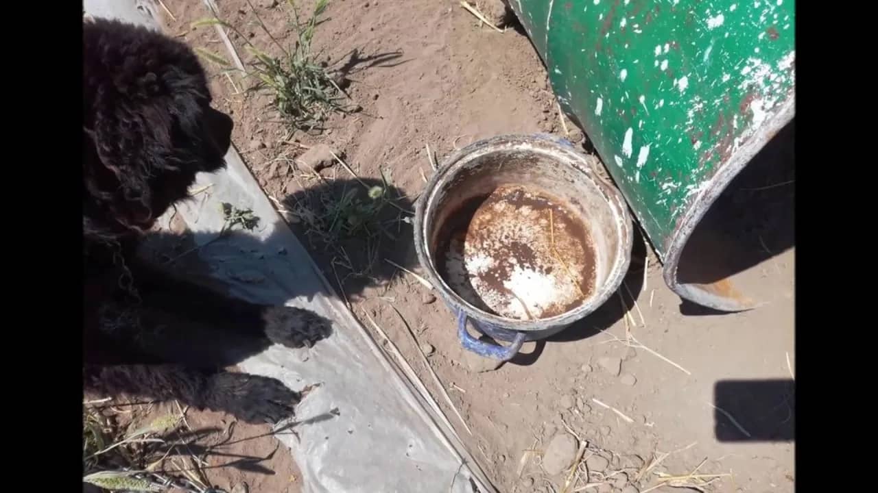 Da čovjek zaplače od tuge(VIDEO)