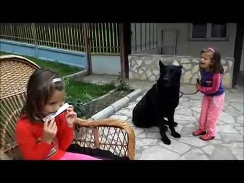 Da li ste znali da psi umeju da pevaju?Pogledajte kako to radi nemački ovčar Mali!