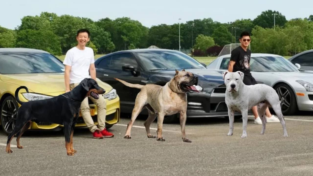 Ten dogs people love the most!