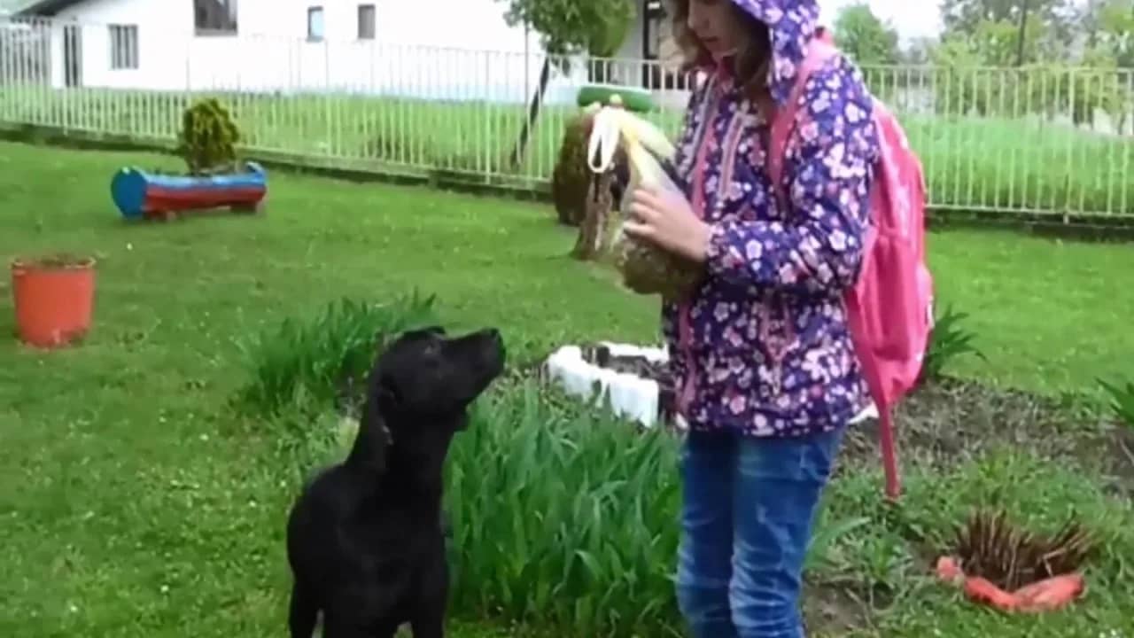 Marija and Anja feed an abandoned dog every morning...