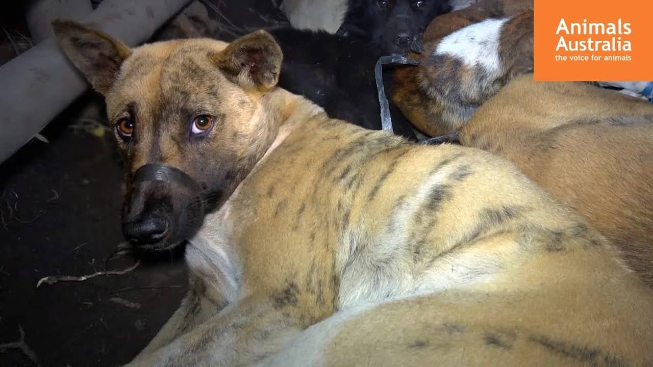 (DISTURBING VIDEO) ISLAND FROM HELL: Tourists in Bali Are Served Dog Meat Instead of Chicken…