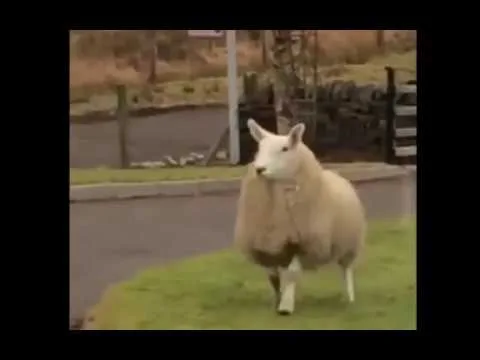 Have You Heard of the Sheep That Controls Dogs' Behaviour? Watch the Video