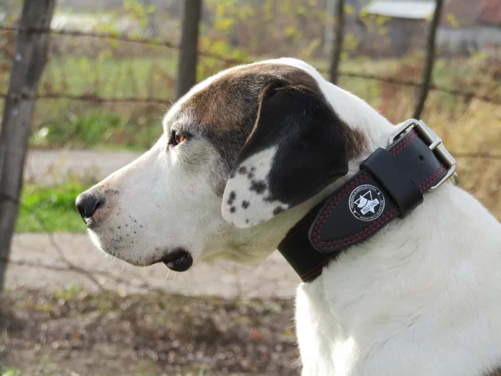 Kožna sigurnosna ogrlica za pit bul terijere