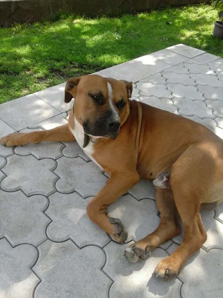 Staffy, 3 years old, with an exceptional character, is looking for a home!