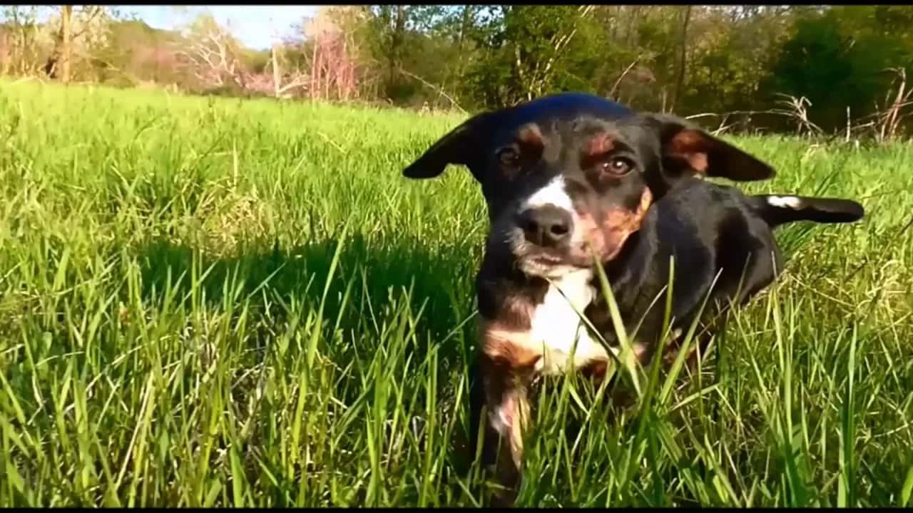 Zaštitite svoje ljubimce pse i mačke od krpelja i buva na prirodan način